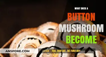 From Button to Portobello: The Transformation of a Mushroom's Life Cycle