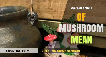 Decoding the Circle of Mushrooms: Symbolism, Ecology, and Fascinating Facts
