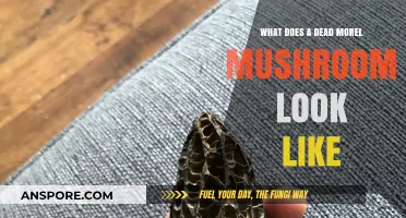 Identifying Dead Morel Mushrooms: Key Characteristics and Decay Signs