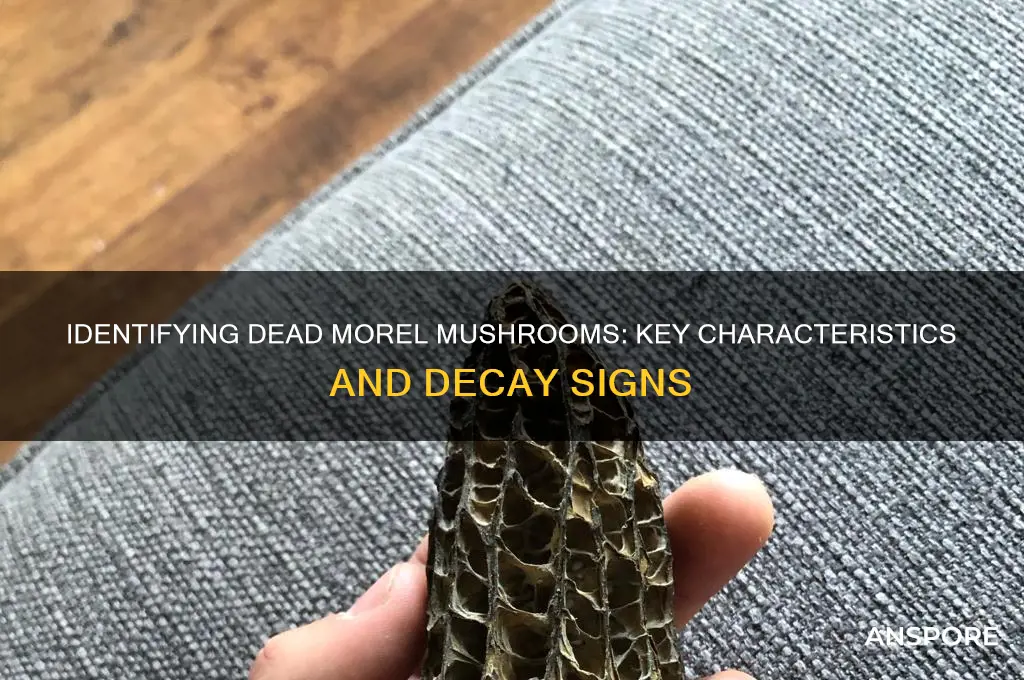 what does a dead morel mushroom look like