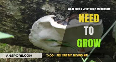 Essential Conditions for Jelly Drop Mushroom Growth: A Comprehensive Guide