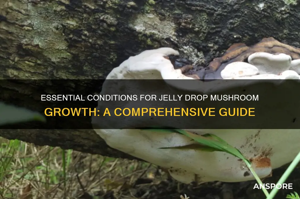 what does a jelly drop mushroom need to grow
