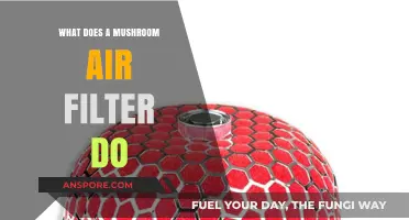 How Mushroom Air Filters Purify and Improve Indoor Air Quality