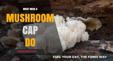 Unveiling the Role: What Does a Mushroom Cap Actually Do?