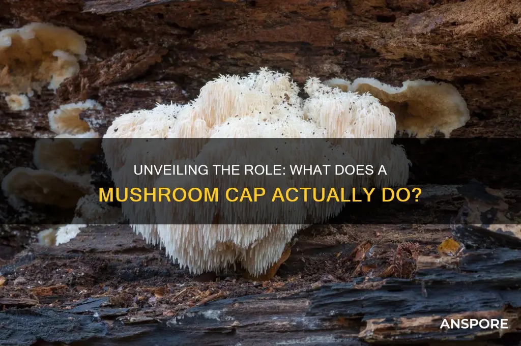 what does a mushroom cap do