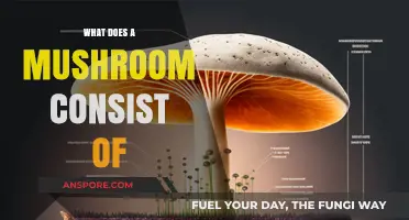 Unveiling the Anatomy: What Does a Mushroom Consist Of?