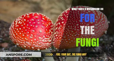Mushrooms' Role: How They Support and Sustain Fungal Life Cycles