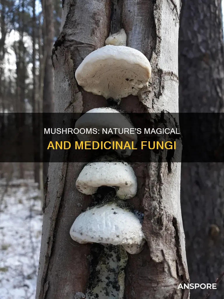 what does a mushroom do