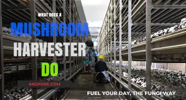 Exploring the Role of a Mushroom Harvester: Duties and Skills