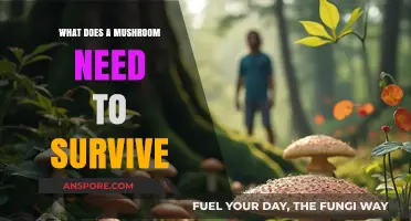 Essential Conditions for Mushroom Survival: Light, Moisture, and Nutrients Explained