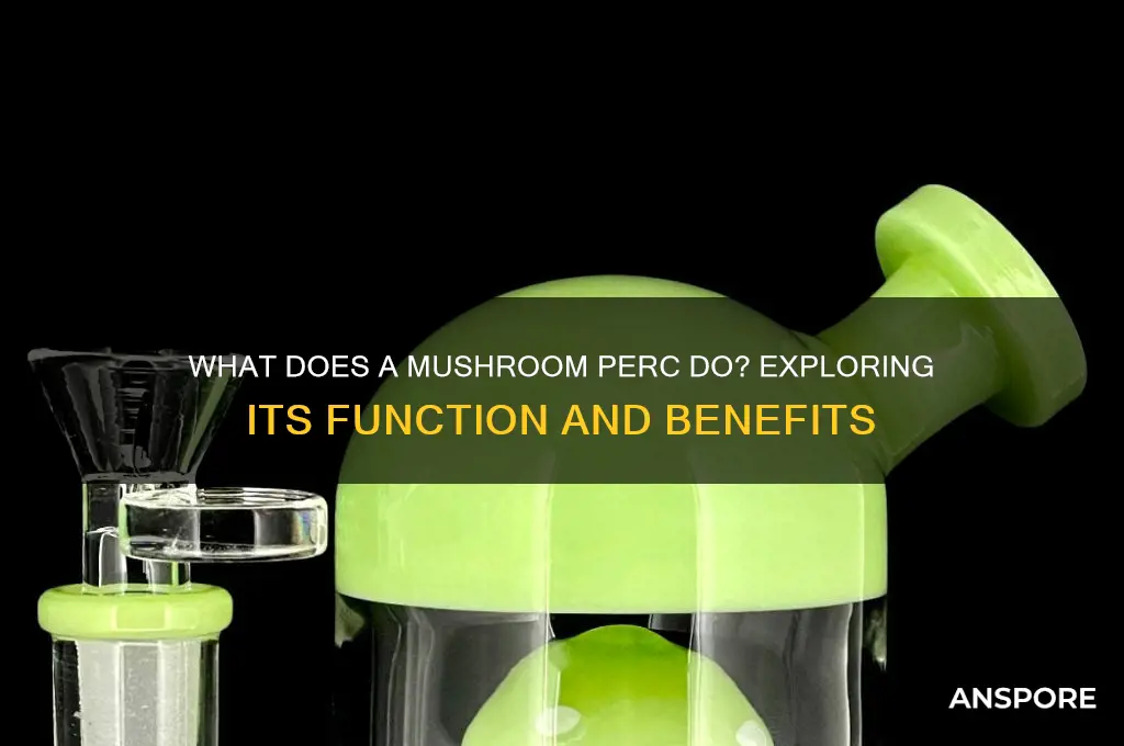 what does a mushroom perc do