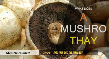 Mushroom Whispers: What Do They Say?