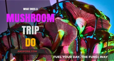 Exploring the Mind-Altering Effects of a Mushroom Trip Experience