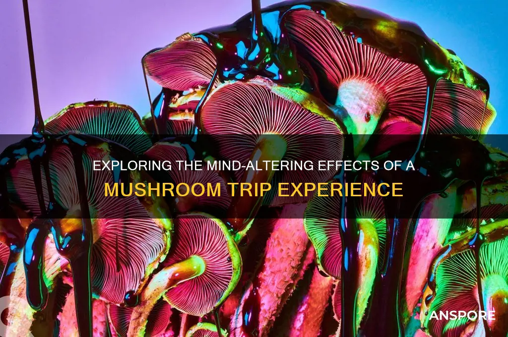 what does a mushroom trip do