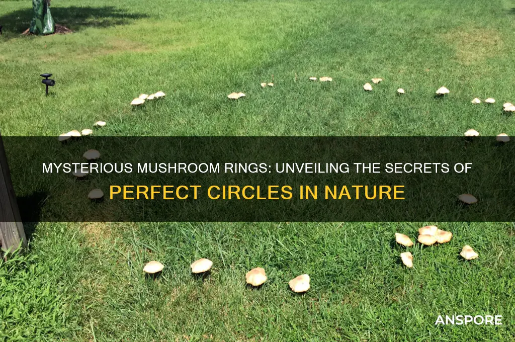 what does a perfect circle of mushrooms mean