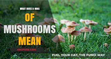 Decoding the Mystery: What Does a Ring of Mushrooms Mean?