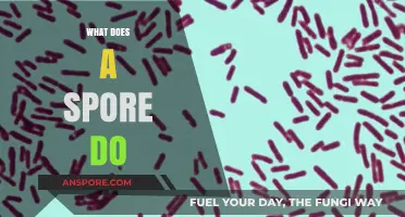 Understanding Spores: Their Role, Survival Mechanisms, and Ecological Impact