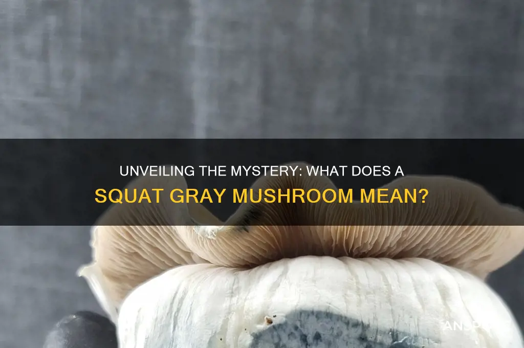 what does a squat gray mushroom mean