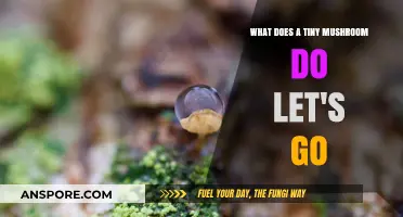 Exploring the Surprising Impact of Tiny Mushrooms: Let's Go Discover!