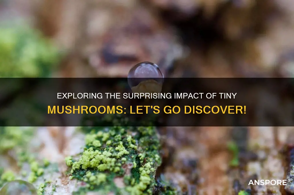 what does a tiny mushroom do let