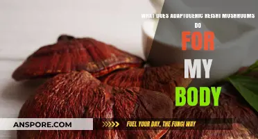 Reishi Mushrooms: Unlocking Adaptogenic Benefits for Optimal Body Wellness