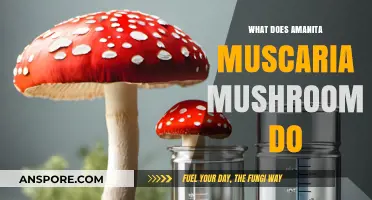 Exploring Amanita Muscaria: Effects, Uses, and Potential Risks Revealed