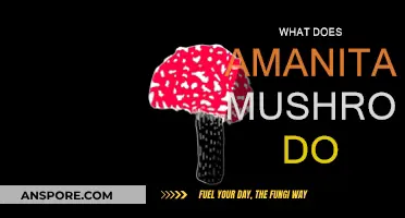 Amanita Mushrooms: Benefits and Uses