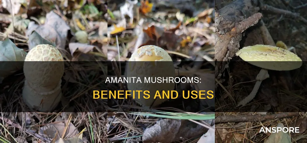 what does amanita mushroom do