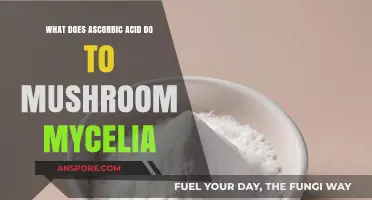 Ascorbic Acid's Impact on Mushroom Mycelia Growth and Development
