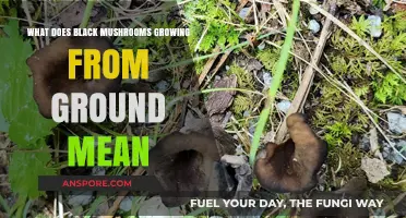 Black Mushrooms Growing from Ground: Unveiling Nature's Mysterious Fungal Growth
