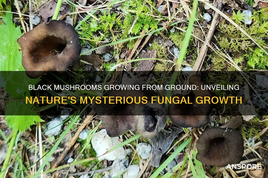 what does black mushrooms growing from ground mean