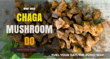 Chaga Mushrooms: Superfood with Health Benefits