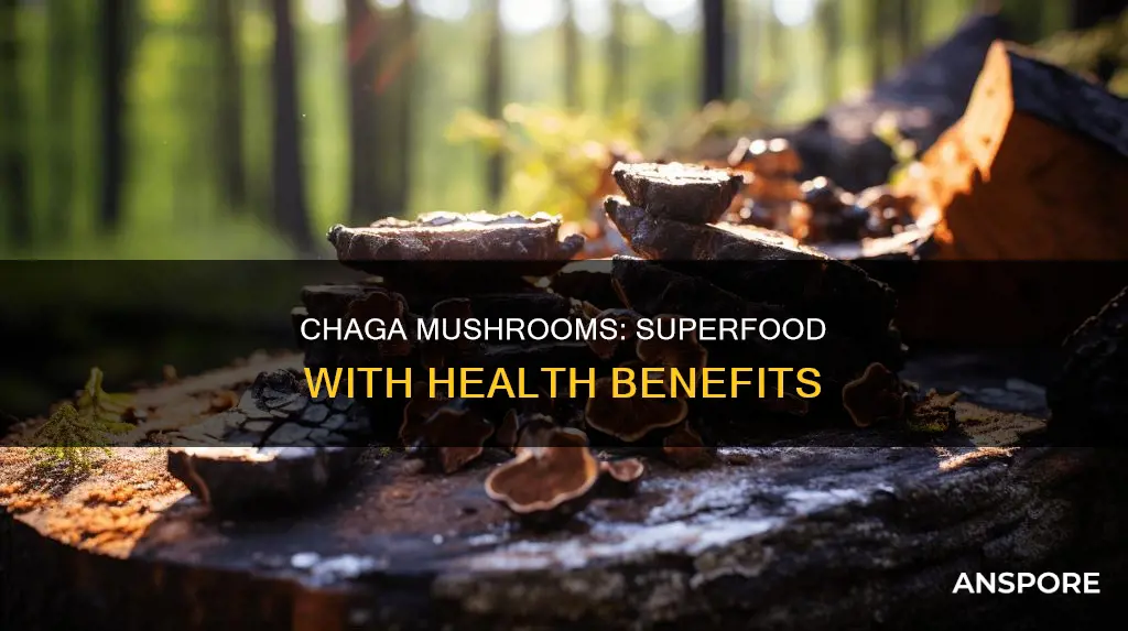what does chaga mushroom do