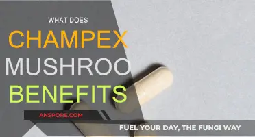 Champex Mushrooms: Superfood Benefits Revealed