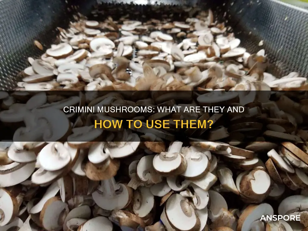what does crimini mushrooms mean