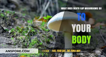 Death Cap Mushrooms: Toxic Effects and Deadly Impact on the Body