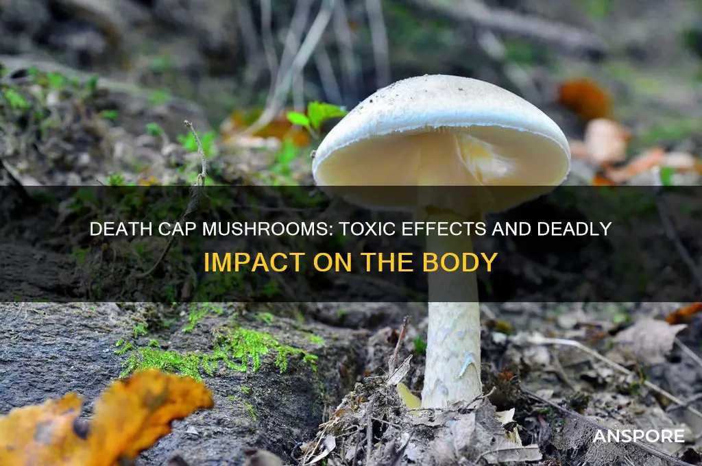what does death cap mushrooms do to your body
