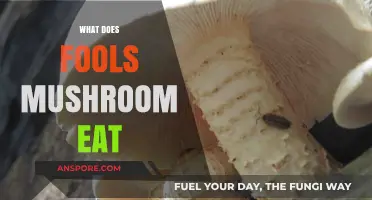 What Do Fool's Mushrooms Eat? Unveiling Their Unique Dietary Habits