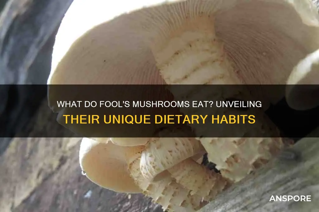 what does fools mushroom eat