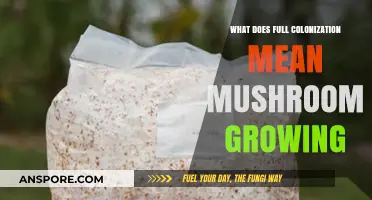 Understanding Full Colonization in Mushroom Growing: A Comprehensive Guide