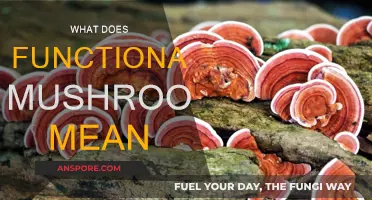 Exploring the Power of Functional Mushrooms