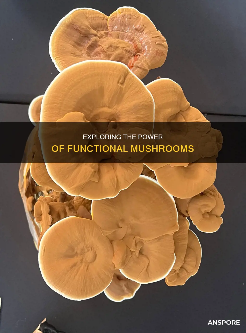 what does functional mushrooms mean