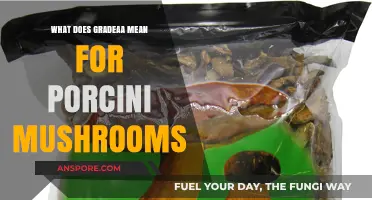 Understanding Grade AA Porcini Mushrooms: Quality, Flavor, and Culinary Excellence