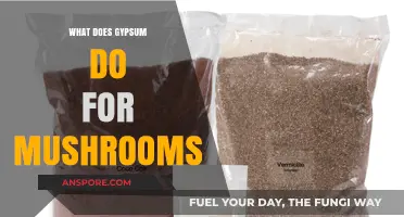 Gypsum's Role in Mushroom Cultivation: Benefits and Uses Explained