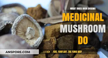 High-Dose Medicinal Mushrooms: Benefits, Risks, and Optimal Usage Explained