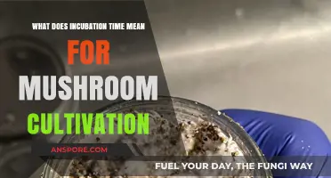 Understanding Incubation Time in Mushroom Cultivation: A Comprehensive Guide