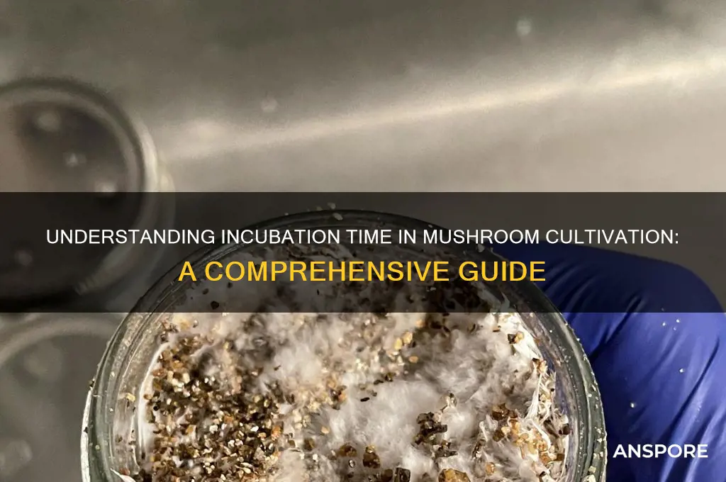 what does incubation time mean for mushroom cultivation