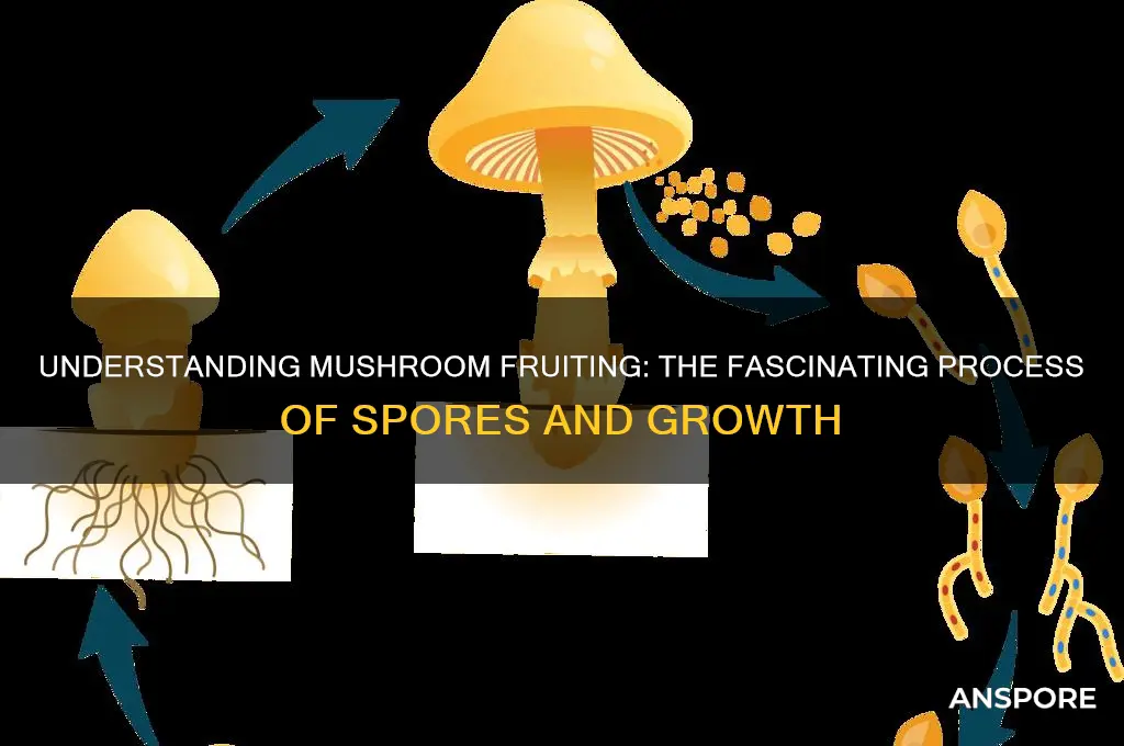 what does it mean for mushrooms to fruit