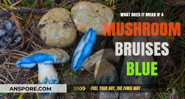 Blue Bruising Mushrooms: Unveiling the Secrets Behind This Unique Trait
