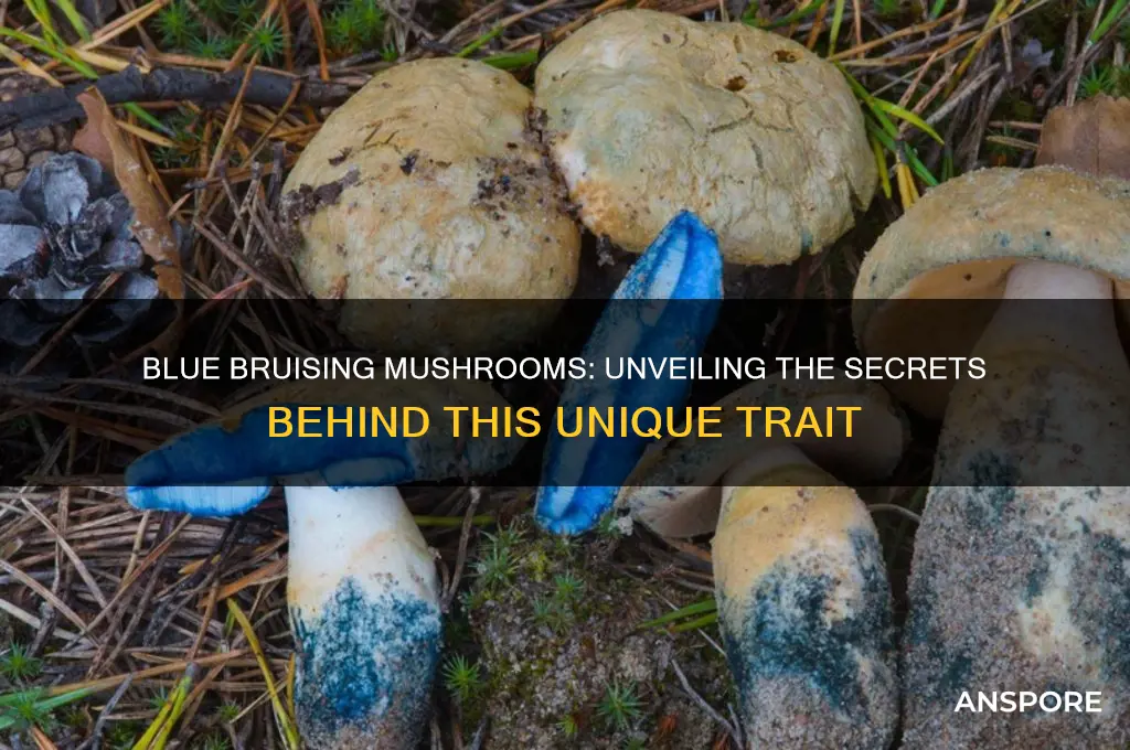 what does it mean if a mushroom bruises blue